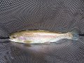 Sample rainbow from Kettle
